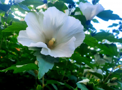 Без осадков, но облачно будет в Волгодонске в среду