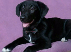 Красавец Пумба ищет дом