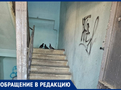 Нашествие голубей, крыс и тараканов: многоквартирный дом стал местом антисанитарии и кладбищем животных