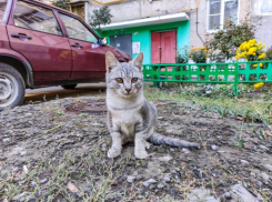 В течении дня в Волгодонске будет сохраняться облачность