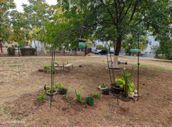 Ландшафтный дизайн по-волгодонски: двор МКД с арками, цветочными горшками, саженцами и светильниками на солнечных батареях 