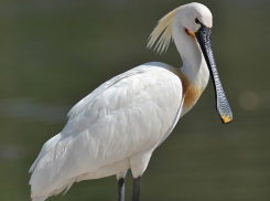 Странную птицу с клювом в виде щипцов и хрюкающими птенцами можно встретить к югу от Волгодонска