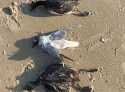 После публикации в «Блокноте» в Минприроды подтвердили гибель уток на берегу Цимлянского водохранилища