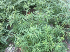 Наказан владелец участка в Волгодонском районе за невыполнение обязанностей по рекультивации земель