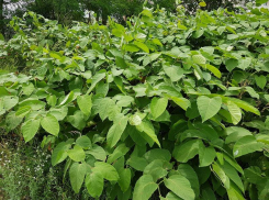 Его боится даже борщевик: волгодонские дачники страшатся наступления весны из-за появления разрушающего дома сорняка