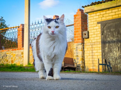 Сегодня в Волгодонске ожидается облачный день