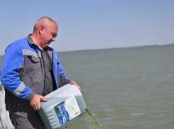 Более трех тонн водорослей для прожорливых рыб-камышеедов выпустили в пруд-охладитель Ростовской АЭС