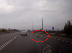 Водитель «Фольксвагена» на огромной скорости раздавил группу фазанов на Цимлянском шоссе и уехал в сторону Волгодонска 