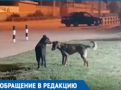 Жителей Волгодонска встревожило странное поведение бродячего пса