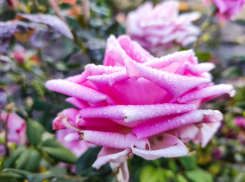 Теплым, но дождливым будет последний день осени в Волгодонске 