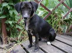 После смерти пожилой хозяйки собака Лили оказалась никому не нужна 