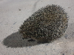 Слабый дождь и веселые ежики могут ожидать волгодонцев во вторник