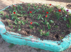 Посаженные детьми петунии в детском саду «Чебурашка» украли бессердечные воры 