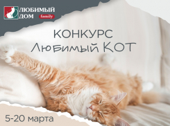 Сделайте фото кота и получите приятные призы: «Любимый Дом» запустил новый конкурс