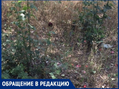 «Вот такая клумба в центре города атомщиков»: волгодончанка 