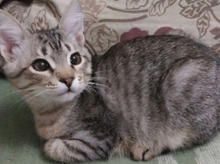 Котенок Ежик ищет дом в Волгодонске