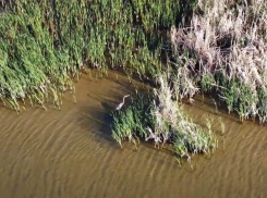 Серые цапли заинтересовались рыбой в Сухо-Соленовском заливе