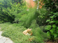 До +22 градусов прогреется воздух в Волгодонске сегодня