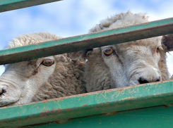 60 нелегальных овец из Дубовского района задержали на въезде в Зимовники