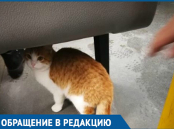 Кондуктор выбросила опрятного бело-рыжего кота из автобуса, - волгодончанка