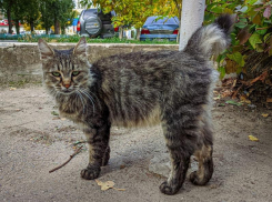 До +9 и пасмурно: о погоде в Волгодонске на 19 октября