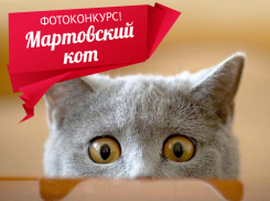 «Блокнот» запускает новый фотоконкурс - «Мартовский кот Волгодонска» 
