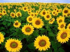 В Волгодонске пройдет первый в России фестиваль подсолнечных семечек