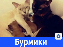 Замечательные бурмики за 35 000 рублей готовы поселиться в домах волгодонцев