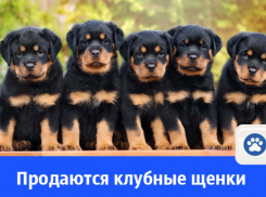 Продаются клубные щенки ротвейлера от хороших родителей