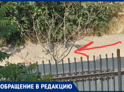 «Деревья умирают на глазах»: жительница Волгодонска обеспокоена судьбой молодых саженцев, засыхающих на закрытой территории лицея «Политэк»