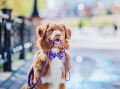 Это укрепляет дружбу хозяина с его собакой