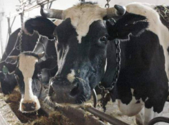 Бруцеллёз впервые за долгие годы атаковал Цимлянский район