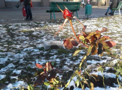 В Волгодонске в январе по всему городу распустились розы 