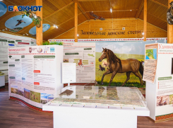 Дом для диких лошадей: заповеднику «Ростовский» исполнилось 28 лет 