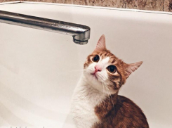 На несколько дней перенесли включение горячей воды в некоторых домах Волгодонска