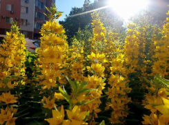  До +27 прогреется Волгодонск в День летнего солнцестояния