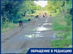 Свора из 20 бездомных собак терроризирует дачников в садоводстве «Мирный атом»