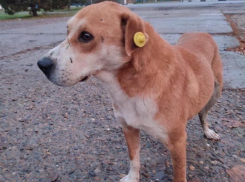 Диких собак в Волгодонске после отлова будут возвращать не в школы, а во дворы рядом с ними