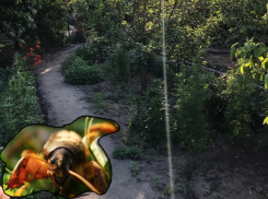 Как избавить дачный участок от медведки