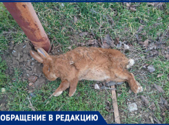 Стая бродячих собак напала на домашних животных в Старо-Соленом 