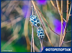 Пляжи, диковинные жуки, жара, июль: красоты лета в Волгодонске и окрестностях в ярком фоторепортаже 
