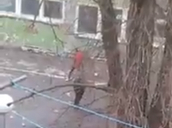 Подростки разбивают стекла в бывшем здании пенсионного фонда в Волгодонске