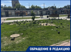«Что за голубиное кладбище в центре?»: пенсионерка требует убрать трупы пернатых 
