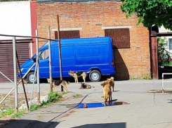 «В районе школы № 8 отловлены 2 бездомные собаки, работы продолжаются»: ДСиГХ