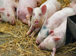 Африканская чума свиней добралась до Волгодонского района 