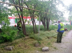 В Волгодонске ведется усиленная борьба с высокой травой и клещами 
