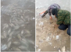 Замерзшую рыбу сотнями выгребают руками из канала под Волгодонском