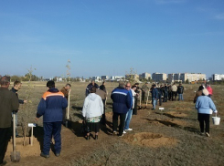 В Волгодонске за два дня посадили две тысячи деревьев и кустарников