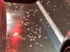Сильный дождь спровоцировал нашествие лягушек на трассе Ростов-Волгодонск