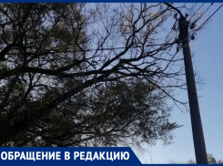«Проблема висит много лет»: волгодончанка о сухих ветках на электропроводах